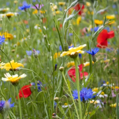 Květinová směs - Hmyzí ráj - Kiepenkerl - luční směs - 1 ks