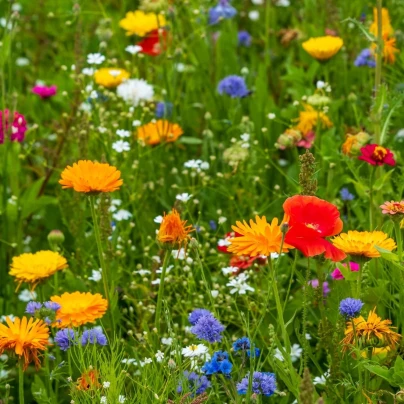 Květinová směs - Tempo květinová flóra - Kiepenkerl - luční směs - 1 ks