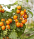 Rajče Evita Compact F1 Orange - Solanum lycopersicum - semena - 6 ks