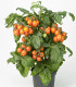 Rajče Evita Compact F1 Orange - Solanum lycopersicum - semena - 6 ks