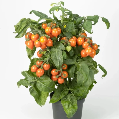 Rajče Evita Compact F1 Orange - Solanum lycopersicum - semena - 6 ks