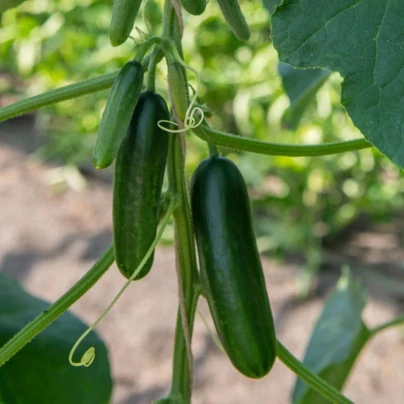 BIO Okurka Kaikura F1 - Cucumis sativus - bio semena - 5 ks