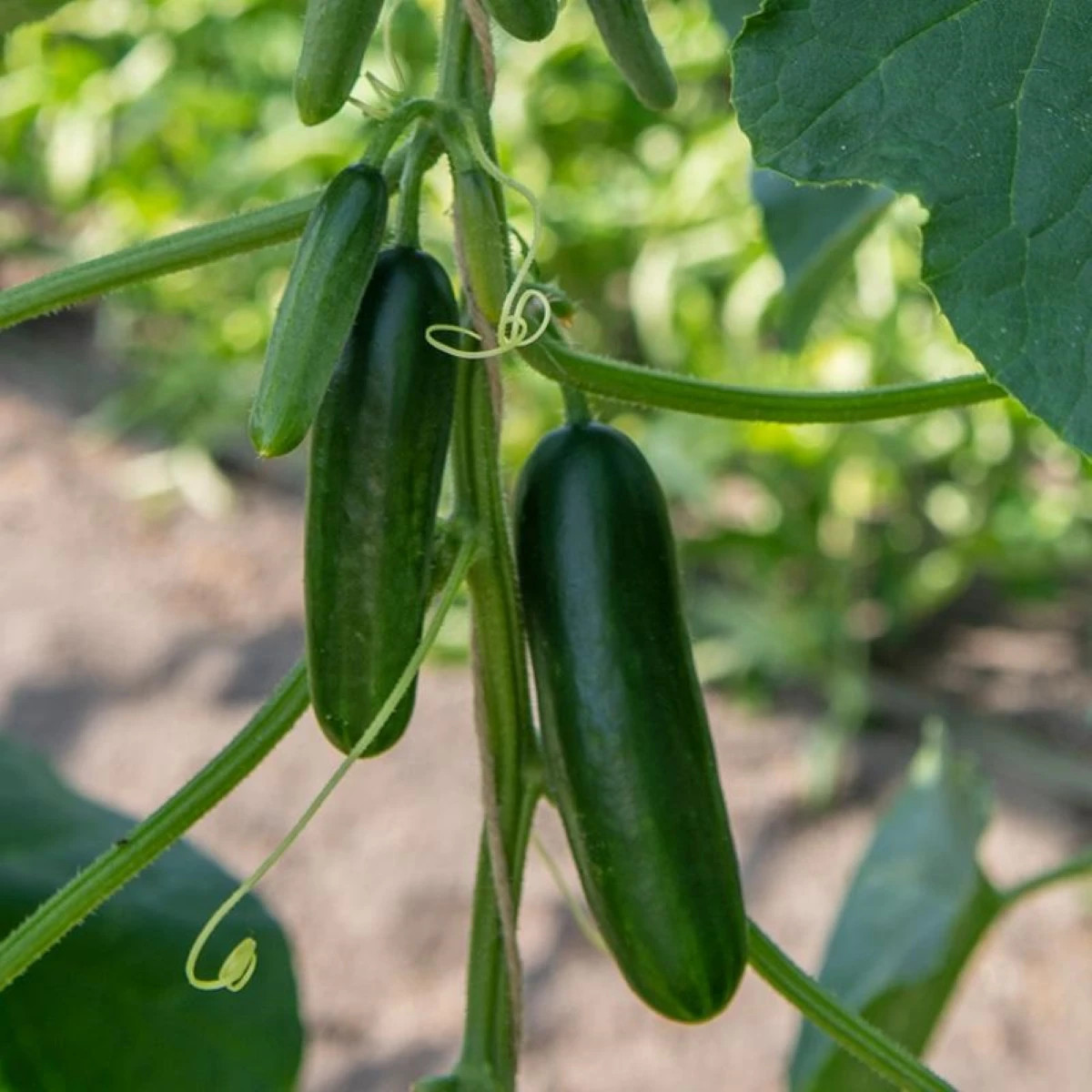 BIO Okurka Kaikura F1 - Cucumis sativus - bio semena - 5 ks