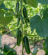 BIO Okurka Kaikura F1 - Cucumis sativus - bio semena - 5 ks