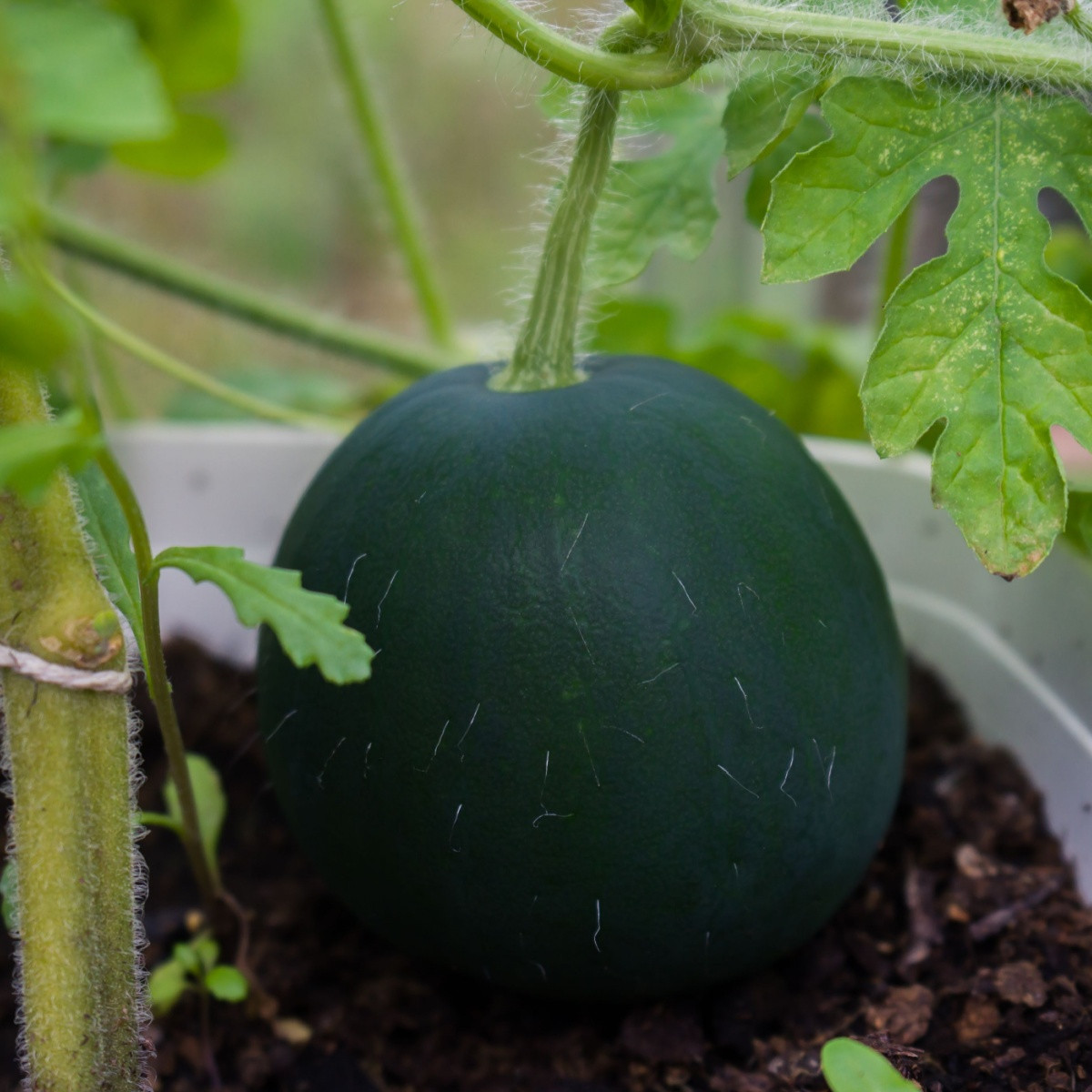 Meloun vodní Sugar Baby - Citrullus lanatus - semena - 7 ks