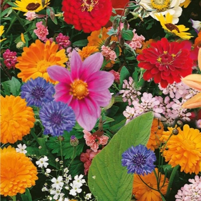 Květinová směs - Pestrý letní zázrak - Kiepenkerl - luční směs - 1 ks