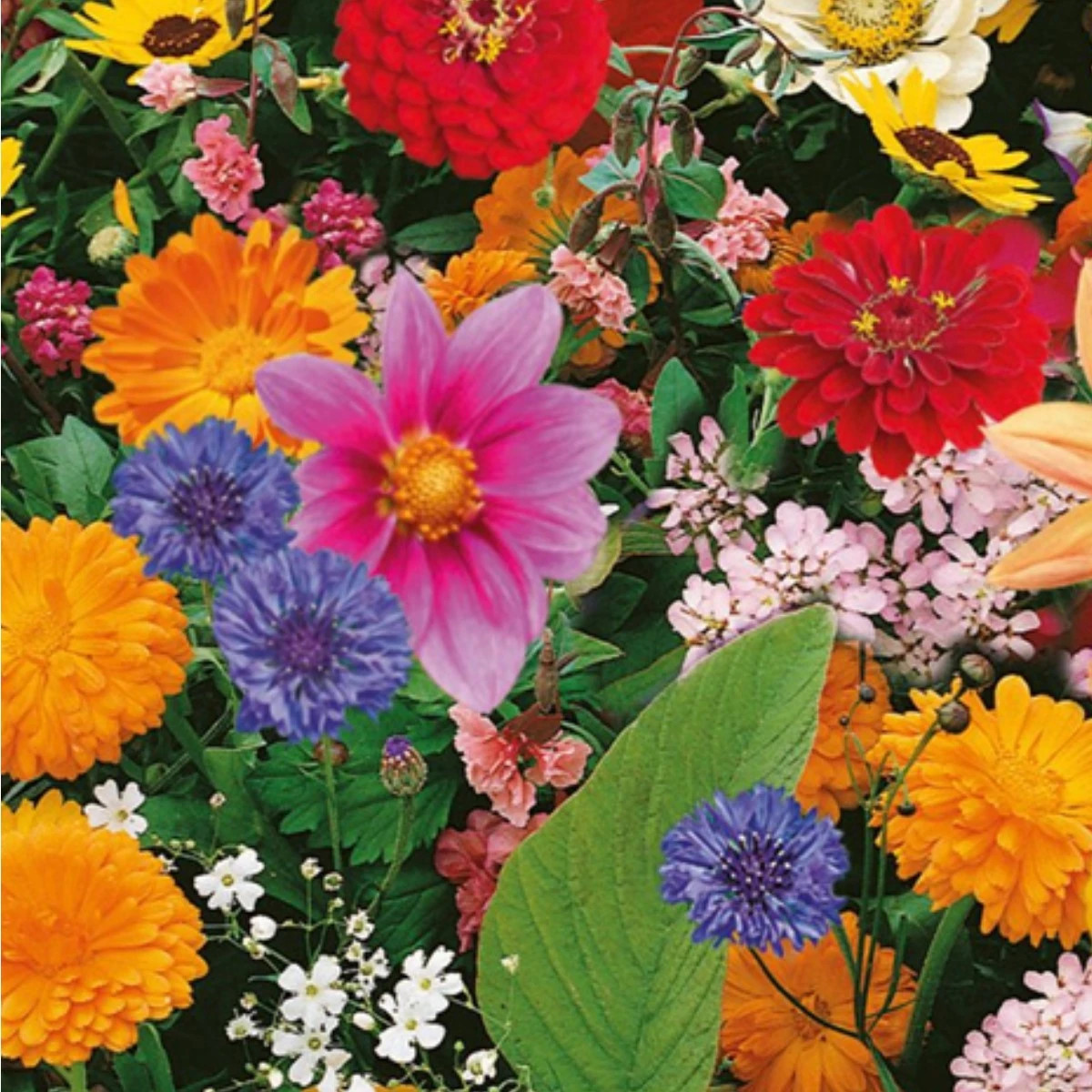 Květinová směs - Pestrý letní zázrak - Kiepenkerl - luční směs - 1 ks