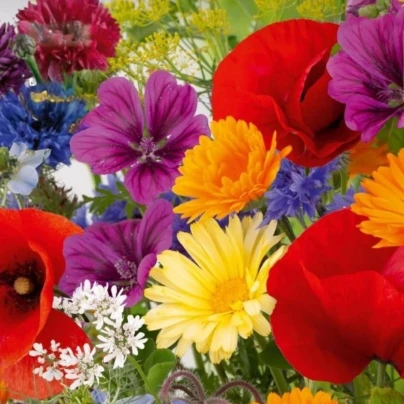 Květinová směs - Rozkvetlá přírodní louka - Kiepenkerl - luční směs - 1 ks