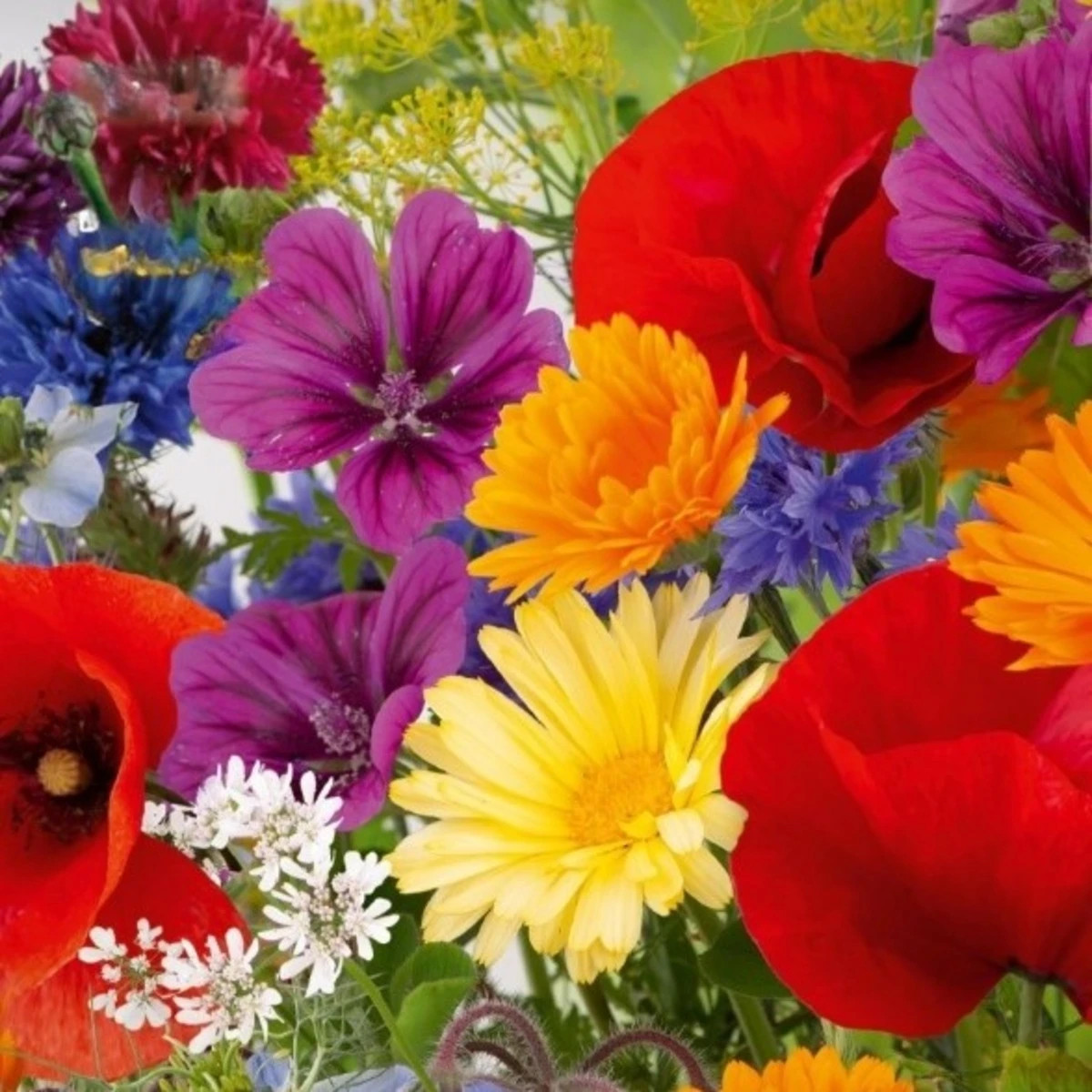 Květinová směs - Rozkvetlá přírodní louka - Kiepenkerl - luční směs - 1 ks