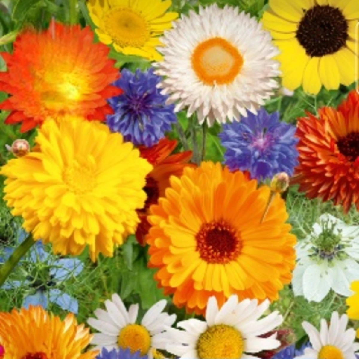 Květinová směs - Divoké a zahradní květiny - Kiepenkerl - luční směs - 1 ks