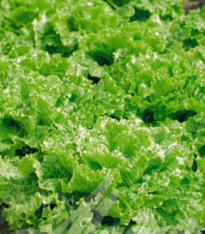 Salát k česání - Lactuca sativa - semena - 1 g