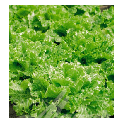 Salát k česání - semena Salátu - Lactusa sativa - 1 gr