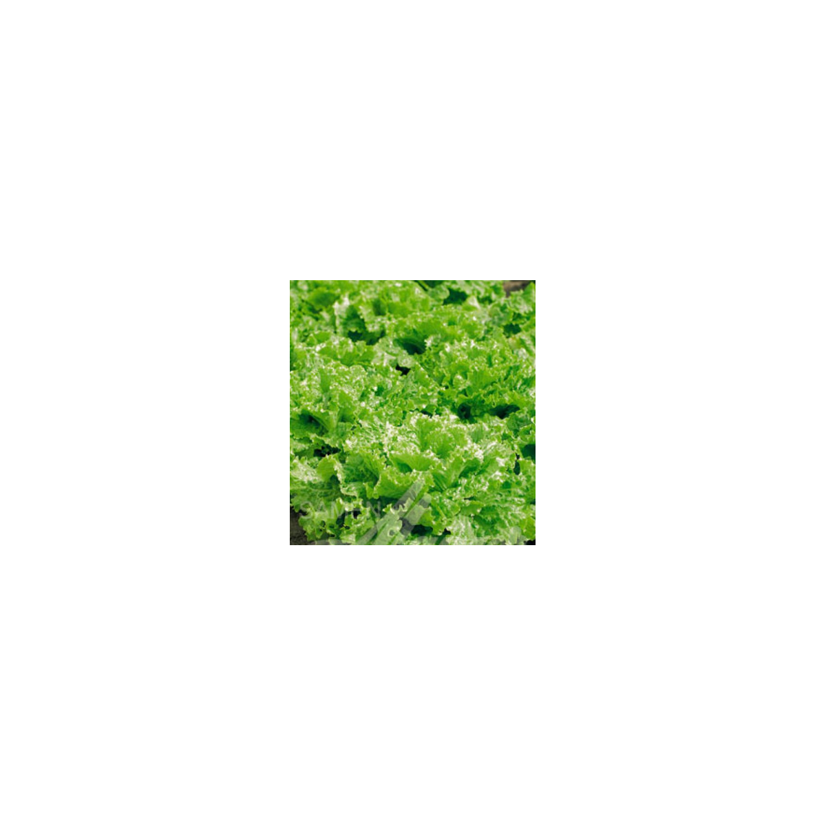 Salát k česání - Lactuca sativa - semena - 1 g