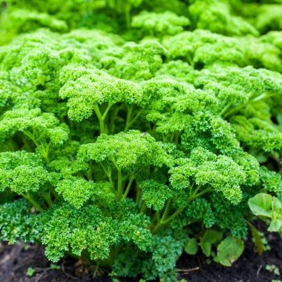 Petržel Grandeur - PowerSaat - Petroselinum crispum - semena Kiepenkerl - 1 ks