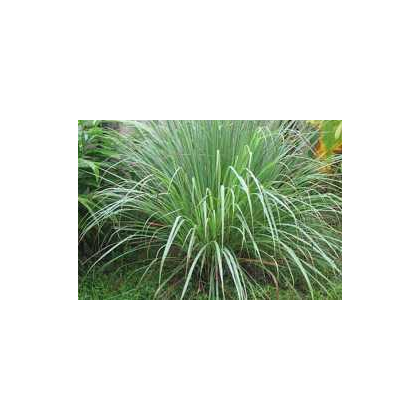 Citrónová tráva pravá - Cymbopogon winterianus - semena - 20 ks