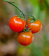 Rajče keříčkové Microberry - Solanum lycopersicum - rajčat - 6 ks