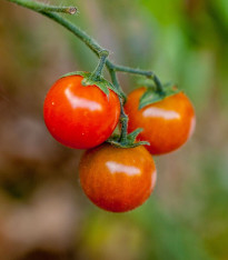 Rajče keříčkové Microberry - Solanum lycopersicum - rajčat - 6 ks