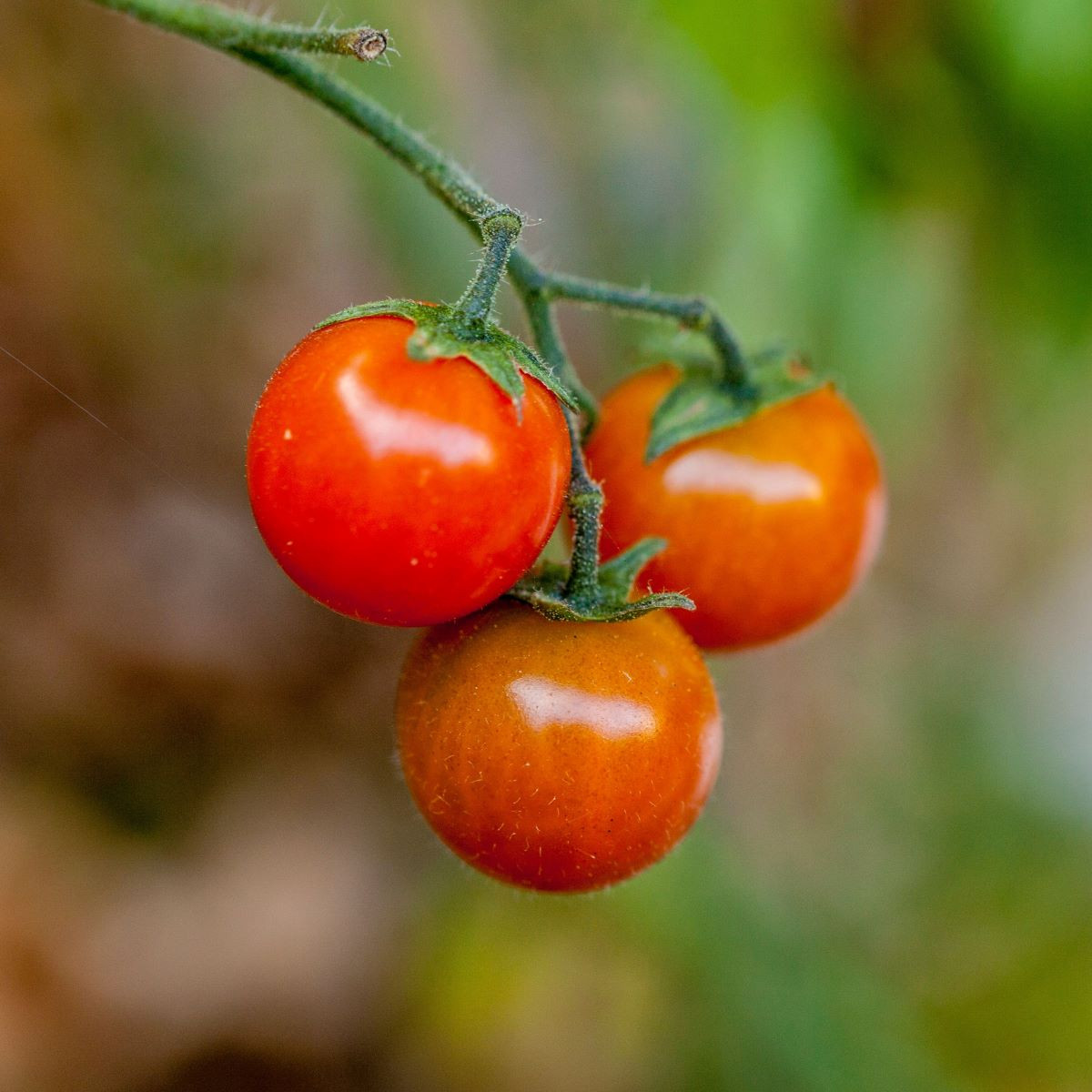 Rajče keříčkové Microberry - Solanum lycopersicum - rajčat - 6 ks