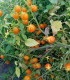Rajče keříčkové Microberry - Solanum lycopersicum - rajčat - 6 ks