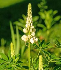Lupina mnoholistá Lupini Bílá - Lupinus polyphyllus - semena - 15 ks