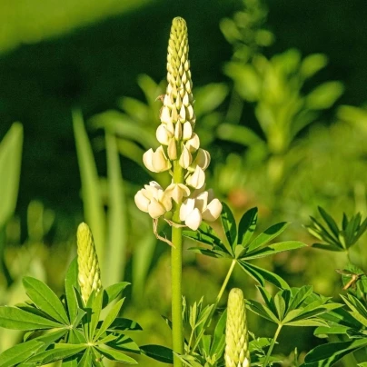 Lupina mnoholistá Lupini Bílá - Lupinus polyphyllus - semena - 15 ks