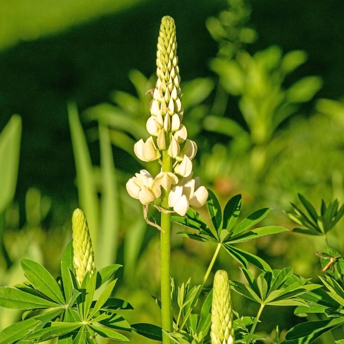 Lupina mnoholistá Lupini Bílá - Lupinus polyphyllus - semena - 15 ks