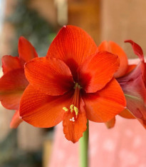 Hvězdník Naranja - Hippeastrum - cibuloviny - 1 ks