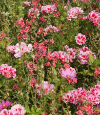 Lednická radost - Černý Biopro - luční směs - 20 g