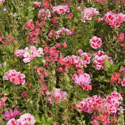 Lednická radost - Černý Biopro - luční směs - 20 g