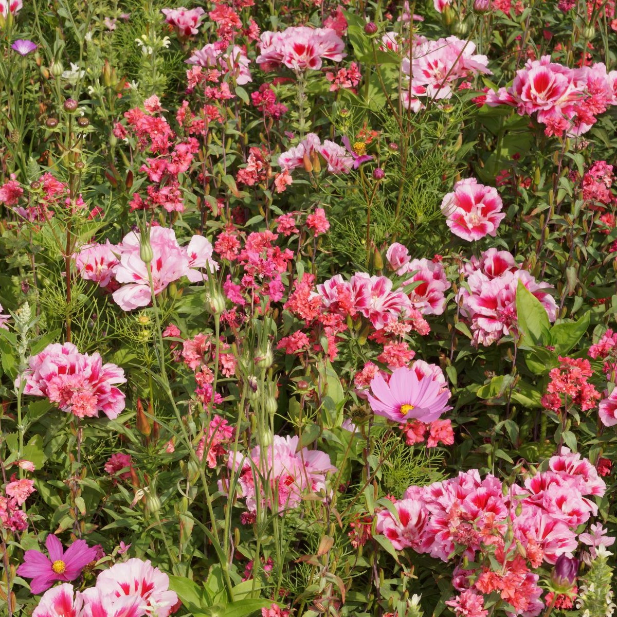 Lednická radost - Černý Biopro - luční směs - 20 g