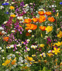 Plzeňská květnice - Černý Biopro - luční směs - 20 g