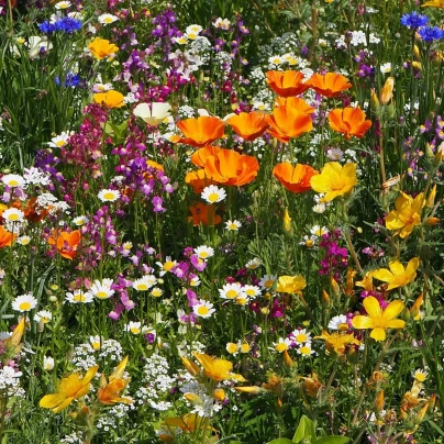 Plzeňská květnice - Černý Biopro - luční směs - 20 g