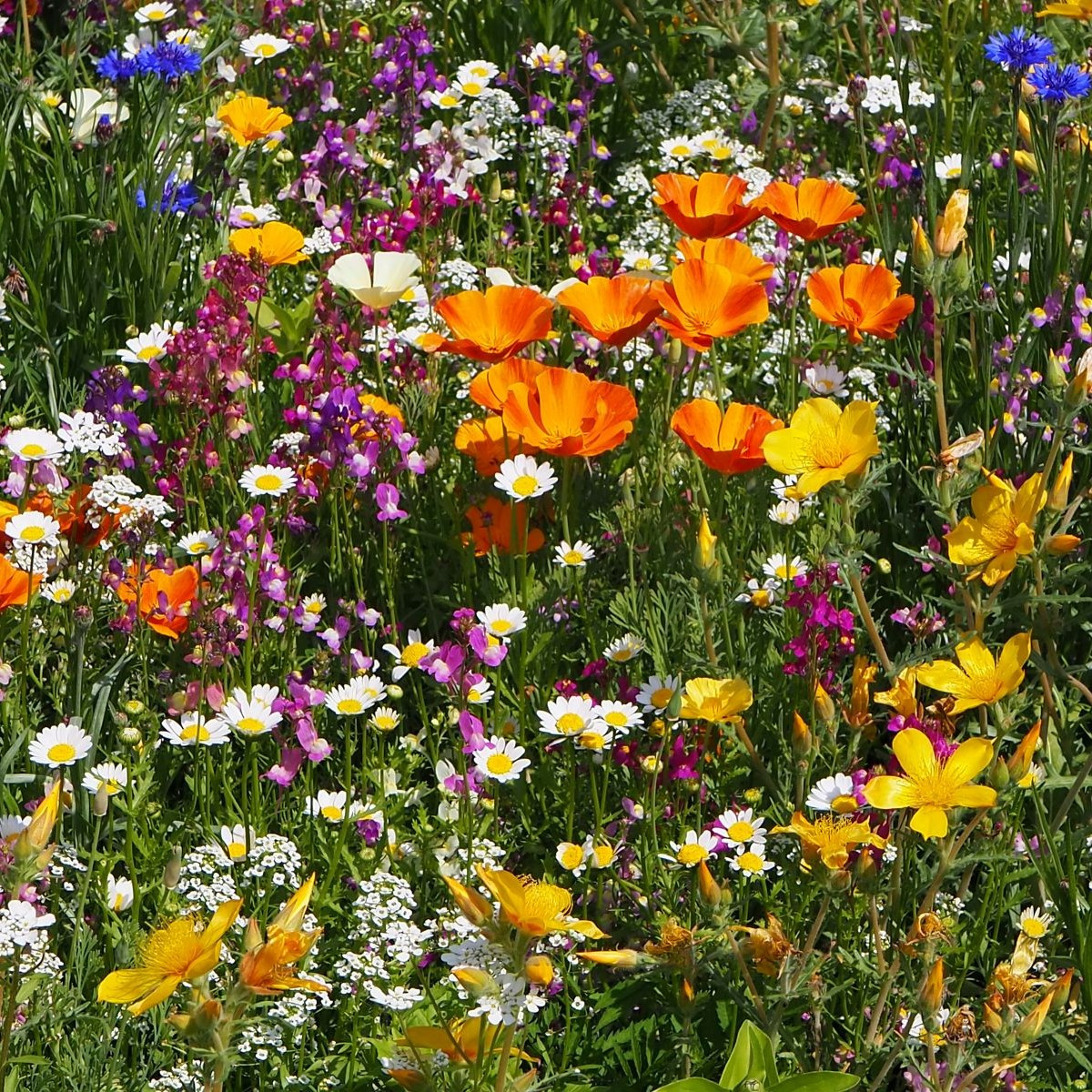 Plzeňská květnice - Černý Biopro - luční směs - 20 g