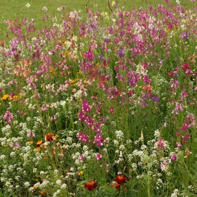 Plzeňská květnice - Černý Biopro - luční směs - 20 g