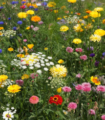 Economy - Černý Biopro - luční směs - 20 g