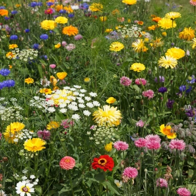 Economy - Černý Biopro - luční směs - 20 g