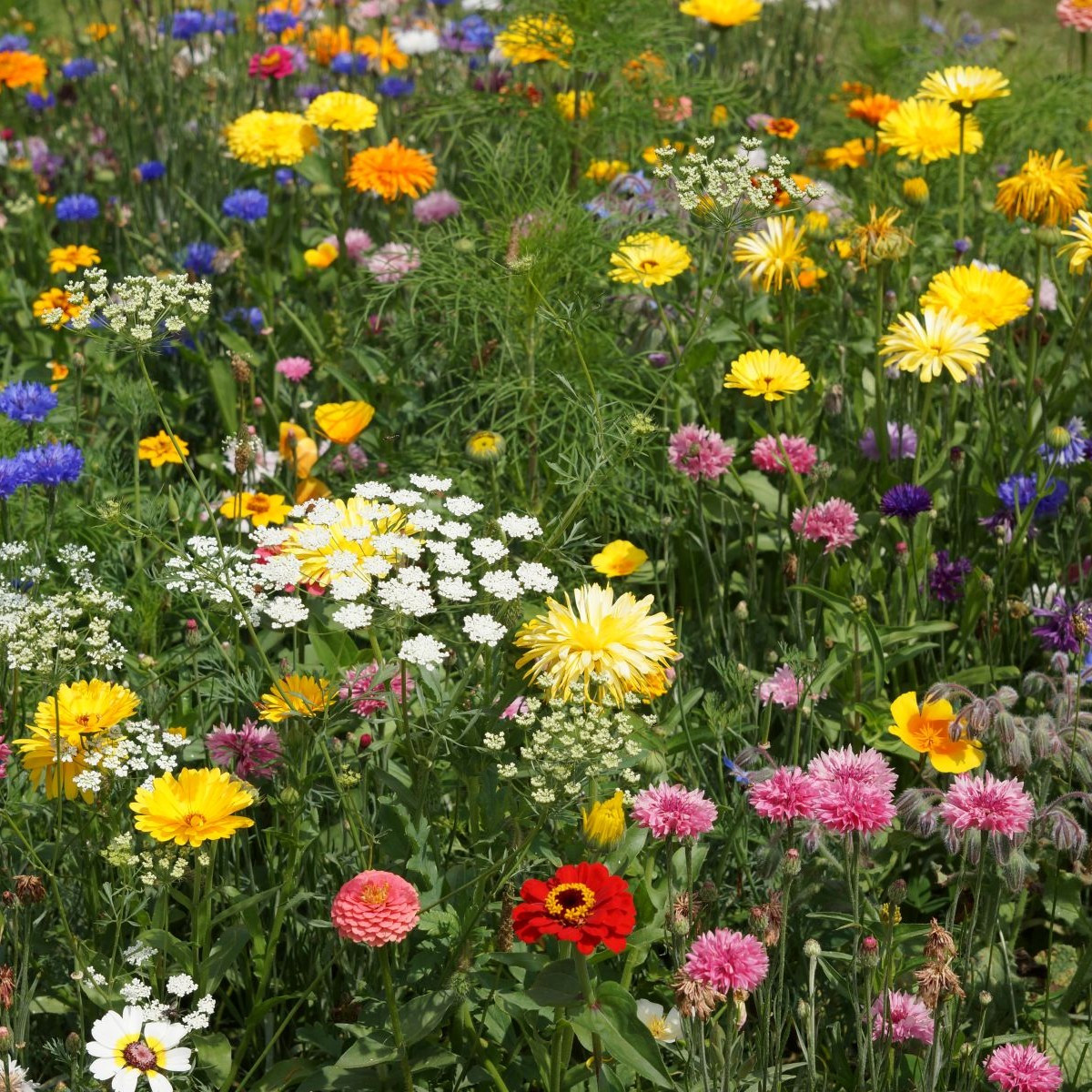 Economy - Černý Biopro - luční směs - 20 g