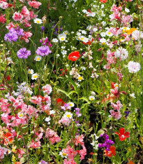 Strakonická louka - Černý Biopro - luční směs - 20 g