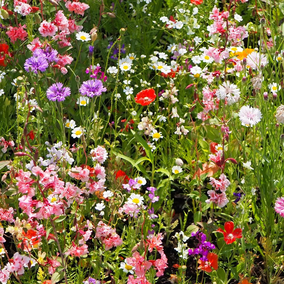 Strakonická louka - Černý Biopro - luční směs - 20 g