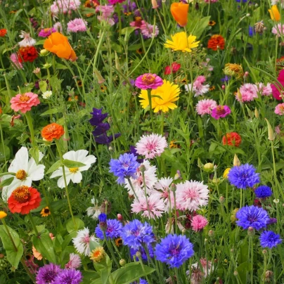 Strakonická louka - Černý Biopro - luční směs - 20 g