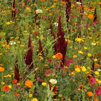 Ohnivý paprsek - Černý Biopro - luční směs - 20 g