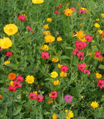 Červánková louka - Černý Biopro - luční směs - 20 g