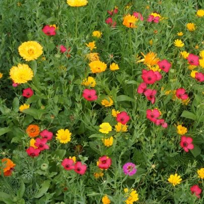 Červánková louka - Černý Biopro - luční směs - 20 g