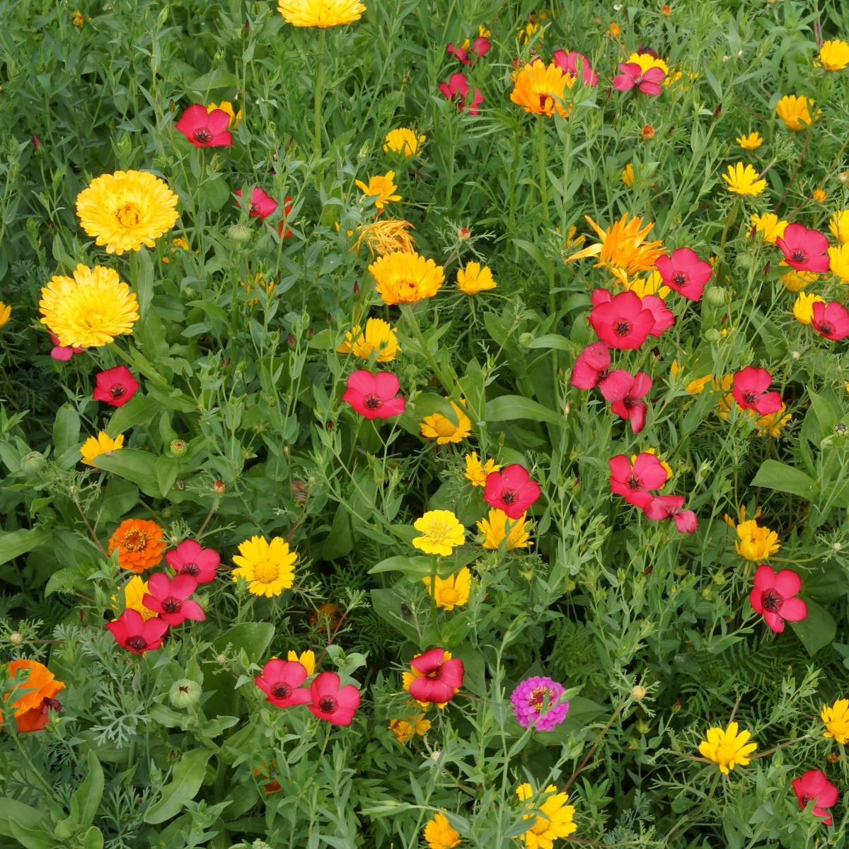 Červánková louka - Černý Biopro - luční směs - 20 g