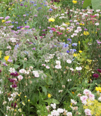 Jedlá louka - Černý Biopro - luční směs - 20 g