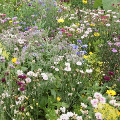 Jedlá louka - Černý Biopro - luční směs - 20 g