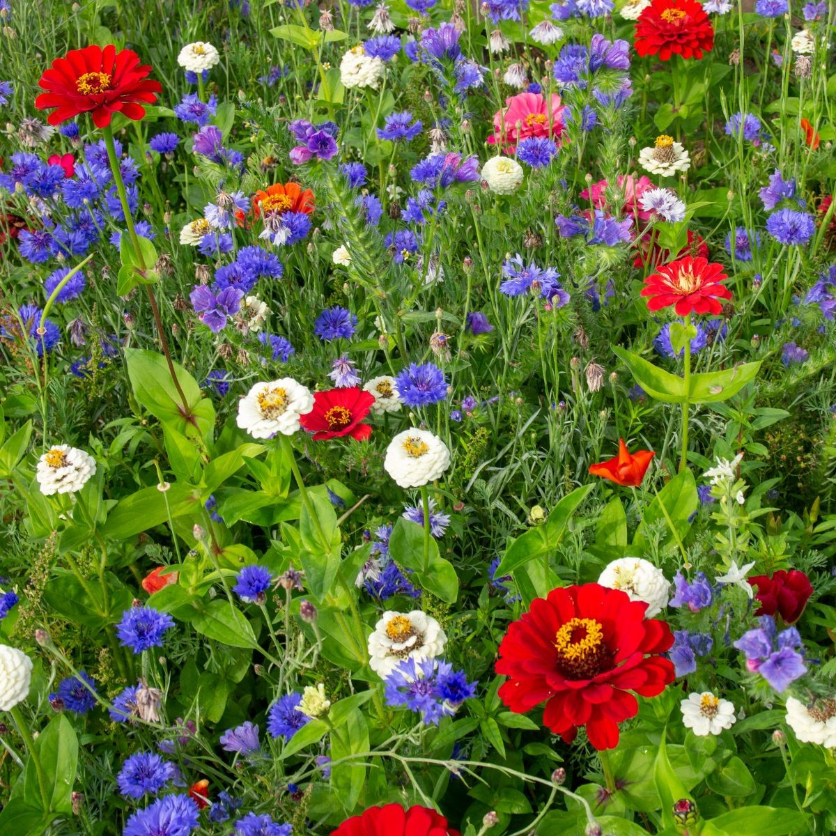 Trikolóra - Černý Biopro - luční směs - 20 g