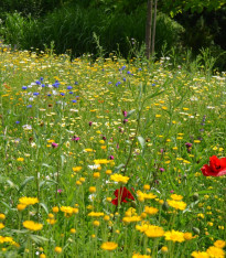 Trvalková směs - Černý Biopro - luční směs - 40 g