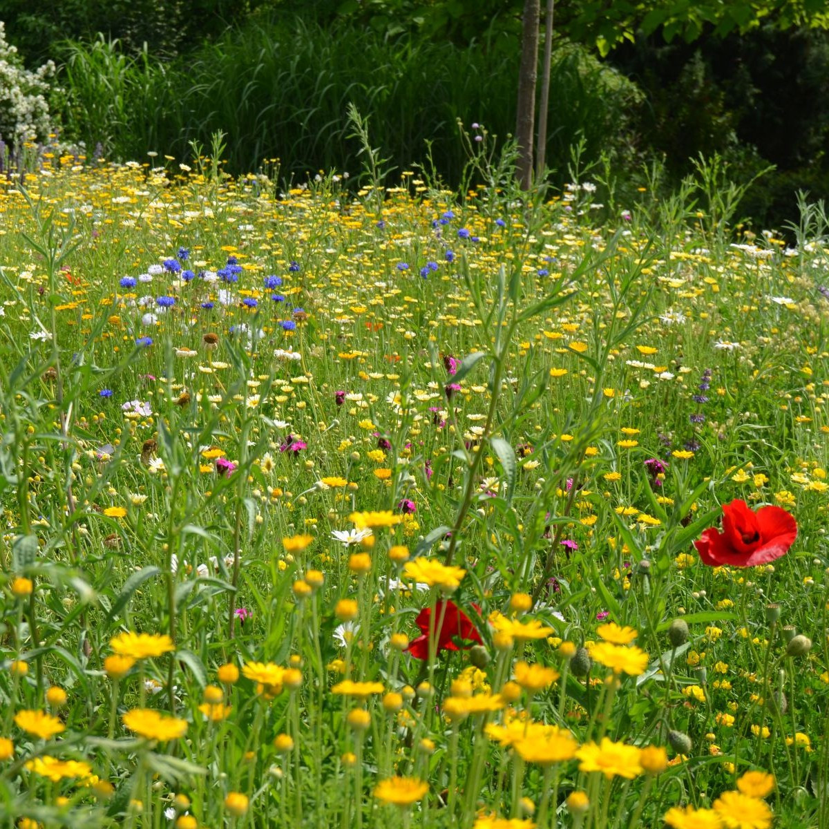 Trvalková směs - Černý Biopro - luční směs - 40 g
