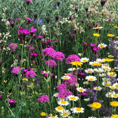 Trvalková směs - Černý Biopro - luční směs - 40 g